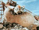MOTHRA!