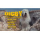 Digby: O Maior Cão do Mundo dvd dublado em português